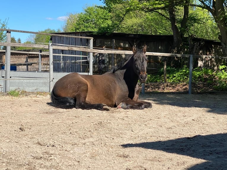 Portuguese Sport Horse Mare 13 years 14,2 hh Bay-Dark in Oldenburg