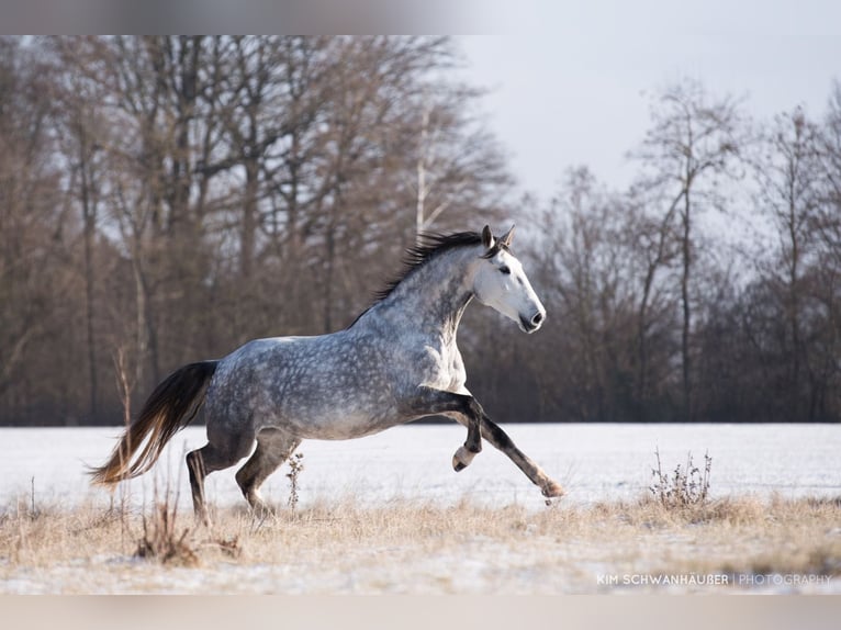 Portuguese Sport Horse Mare 14 years 16 hh Gray-Dapple in Langenzenn