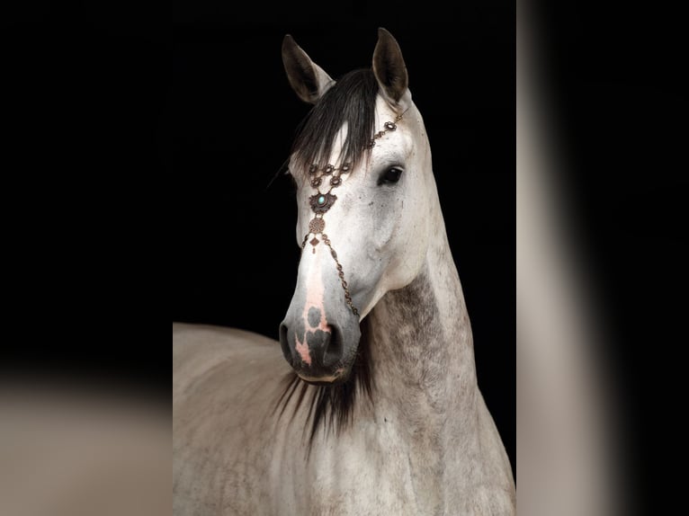Portuguese Sport Horse Mare 14 years 16 hh Gray-Dapple in Langenzenn