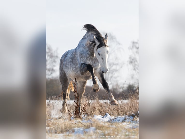 Portuguese Sport Horse Mare 14 years 16 hh Gray-Dapple in Langenzenn