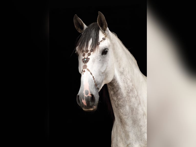 Portuguese Sport Horse Mare 14 years 16 hh Gray-Dapple in Langenzenn