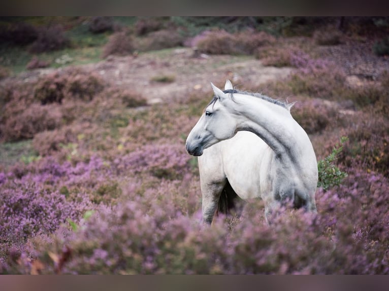 Portuguese Sport Horse Mare 14 years 16 hh Gray-Dapple in Langenzenn