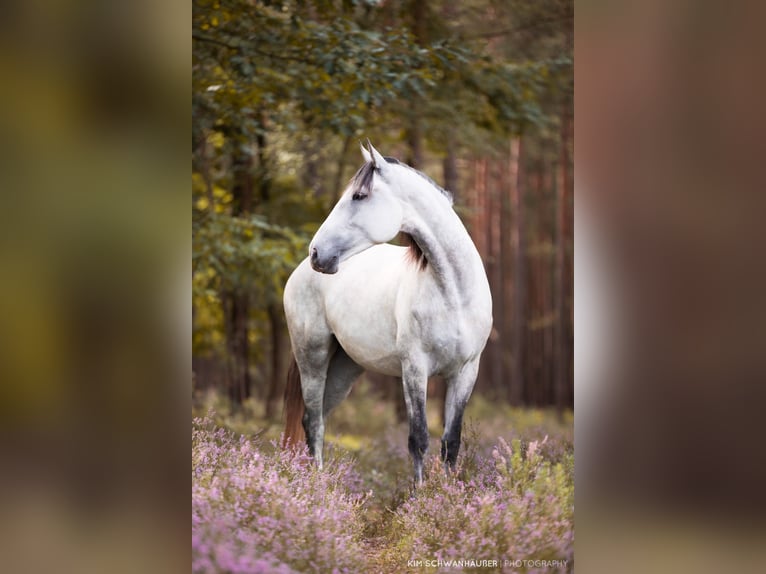 Portuguese Sport Horse Mare 14 years 16 hh Gray-Dapple in Langenzenn
