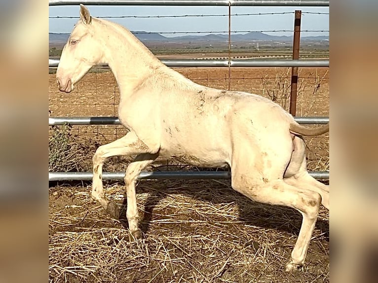 Portuguese Sport Horse Mare 1 year 16,1 hh Perlino in Bienvenida