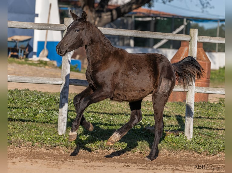 Portuguese Sport Horse Mix Mare 1 year Brown in Beja