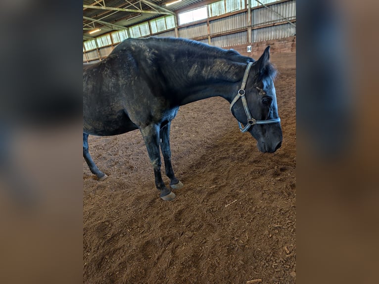 Portuguese Sport Horse Mix Mare 21 years 14,3 hh Black in Backnang