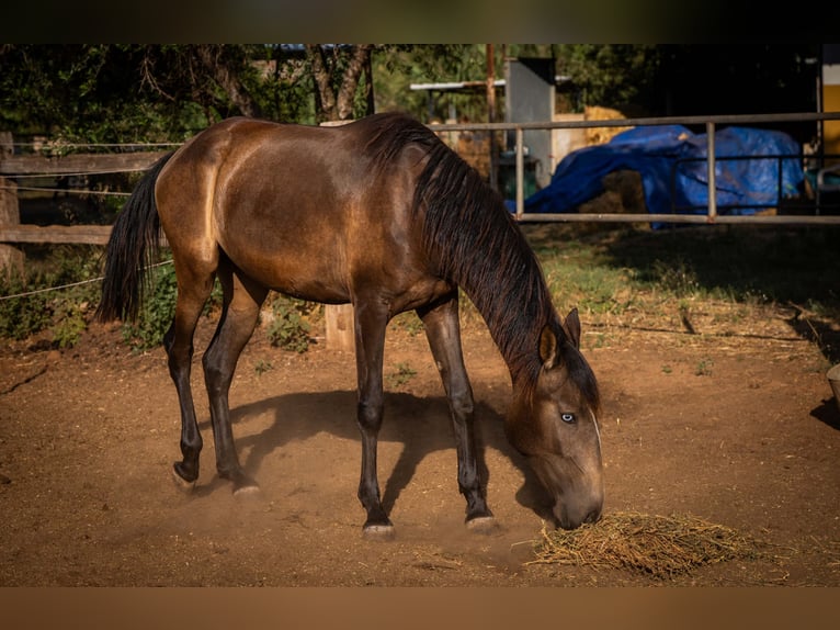 Portuguese Sport Horse Mare 2 years 15,2 hh Buckskin in Valencia