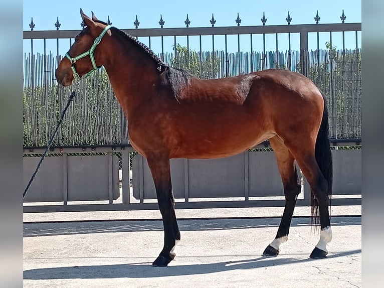 Portuguese Sport Horse Mare 3 years 16 hh Bay in Molina De Segura