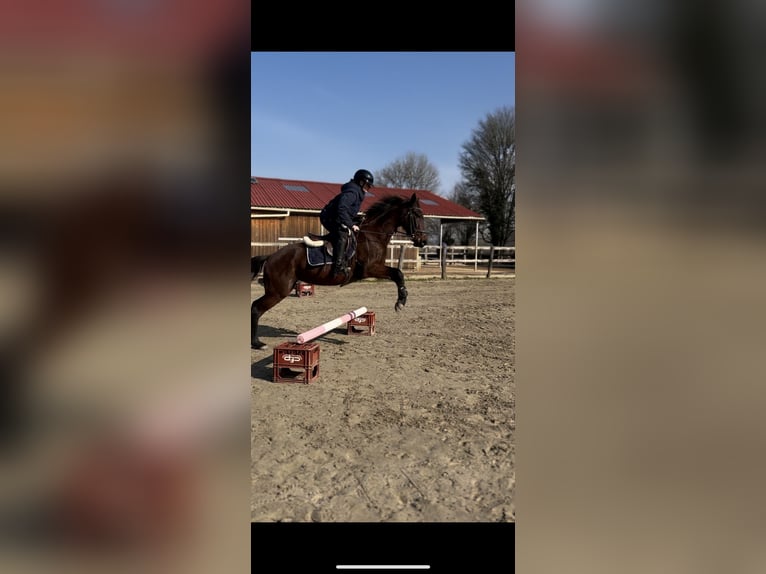 Portuguese Sport Horse Mare 5 years 15,2 hh Bay in Vesoul