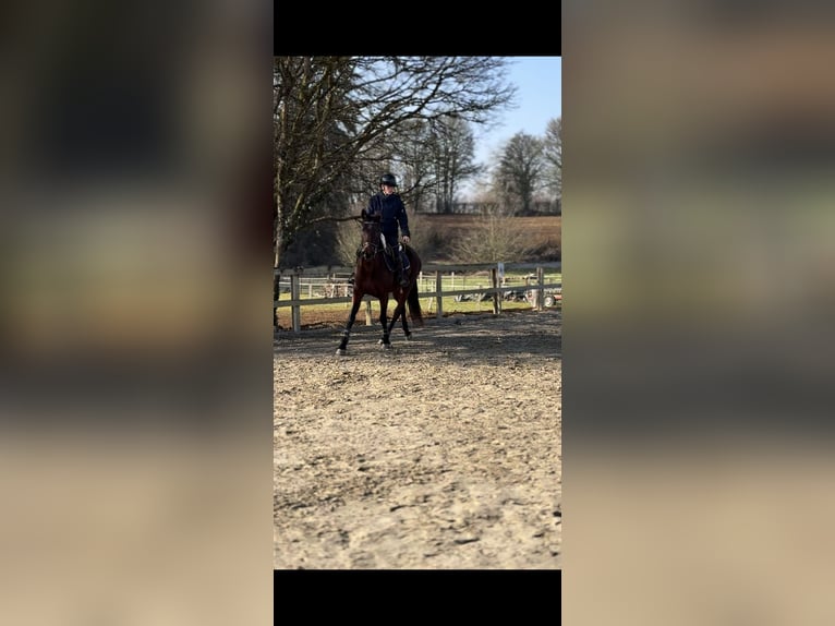 Portuguese Sport Horse Mare 5 years 15,2 hh Bay in Vesoul