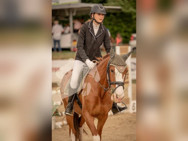 Portuguese Sport Horse Mare 9 years 14,2 hh Chestnut in Mariendall