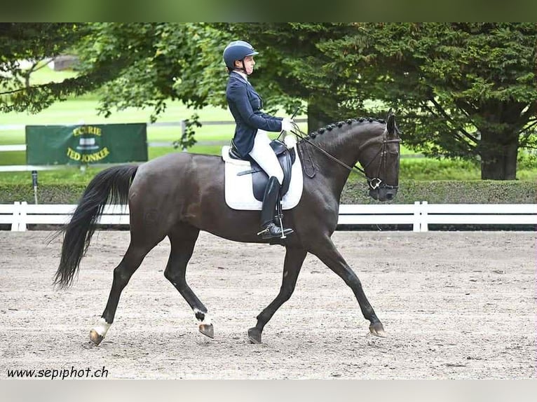 Portuguese Sport Horse Mare 9 years 16,1 hh Black in Geneve