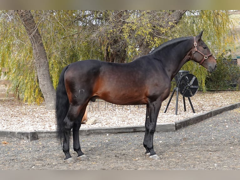 Portuguese Sport Horse Mix Stallion 14 years 16,1 hh Brown in Navarra