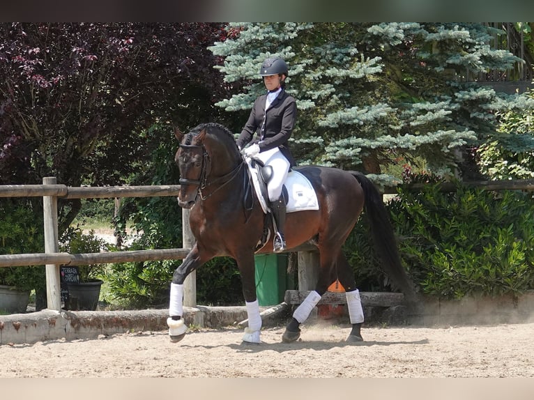 Portuguese Sport Horse Mix Stallion 14 years 16,1 hh Brown in Navarra