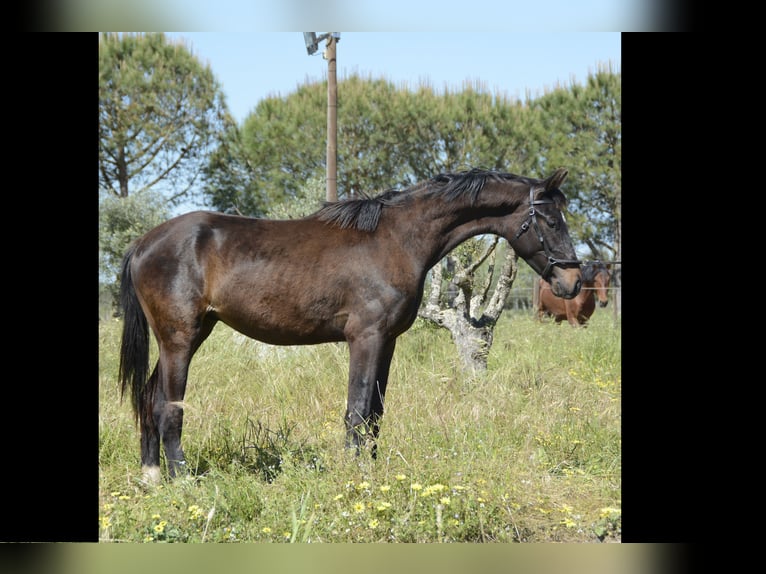 Portuguese Sport Horse Stallion 2 years 15,3 hh Black in &#xC1;gua Derramada