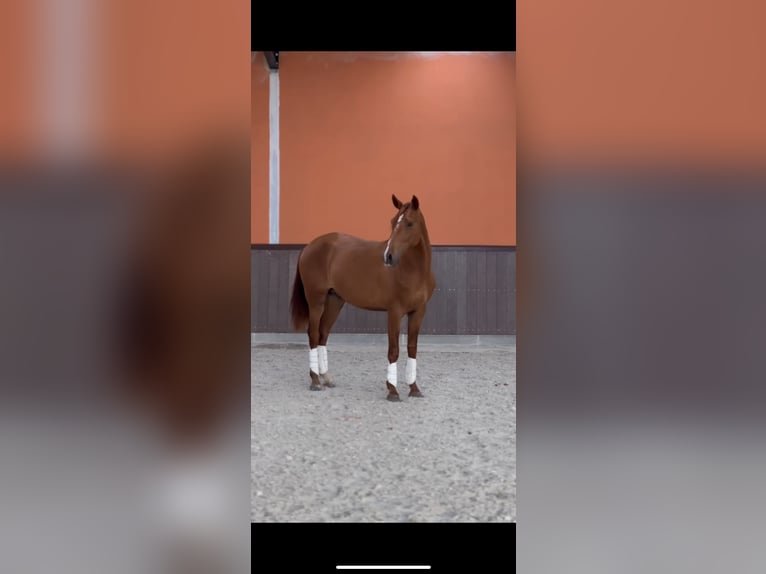 Portuguese Sport Horse Stallion 3 years 15,2 hh Chestnut in Leiria