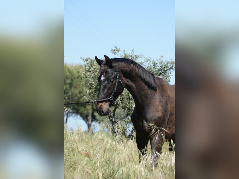 Portuguese Sport Horse Stallion 3 years 15.3 hh Black in Água Derramada
