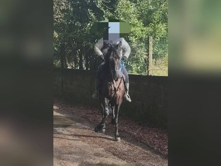 Portuguese Sport Horse Stallion 4 years 15 hh Black in Vigo