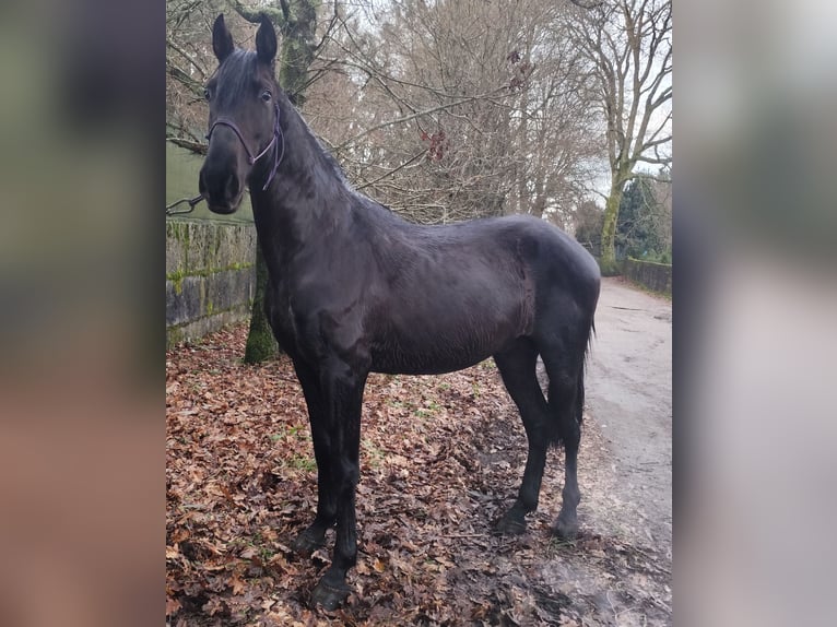 Portuguese Sport Horse Stallion 4 years 15 hh Black in Vilar De Infesta (San Martiño)