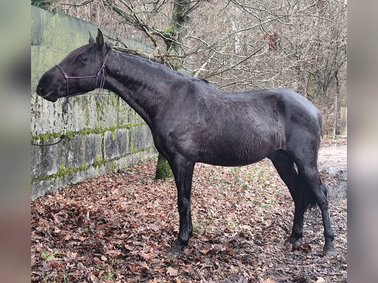 Portuguese Sport Horse Stallion 4 years 15 hh Black in Vilar De Infesta (San Martiño)