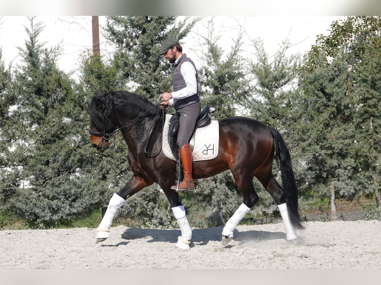 Portuguese Sport Horse Mix Stallion 4 years 15,2 hh Brown in Navarra
