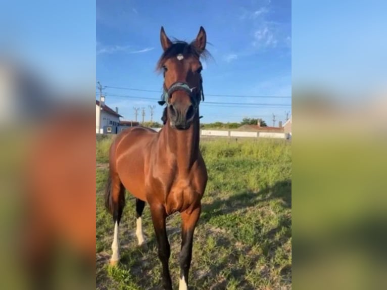 Portuguese Sport Horse Mix Stallion 4 years 16 hh Bay in AVEIRO