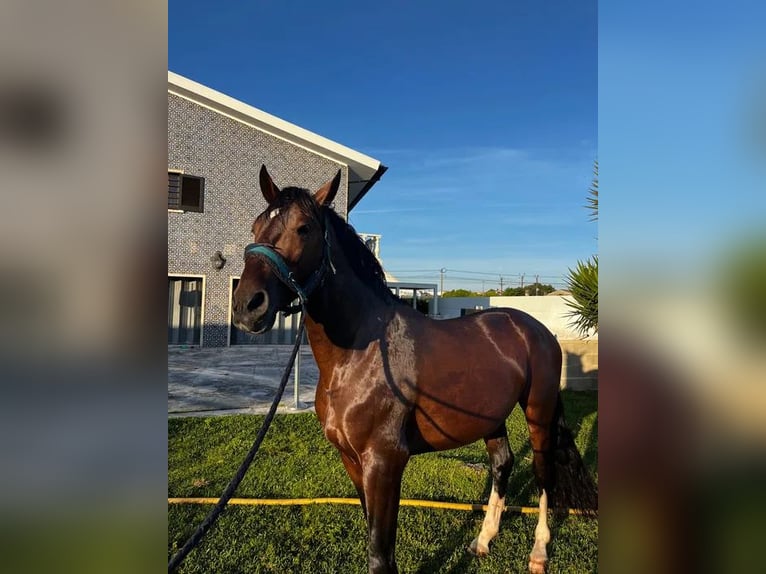 Portuguese Sport Horse Mix Stallion 4 years 16 hh Bay in AVEIRO