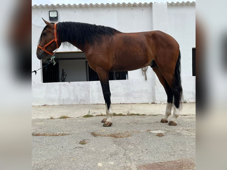 Portuguese Sport Horse Stallion 5 years 16.2 hh Bay in Terrassa