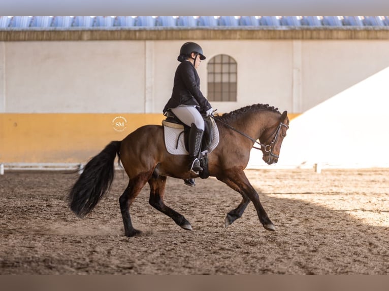 Portuguese Sport Horse Stallion 9 years 13.1 hh Bay-Dark in Ponte de Lima