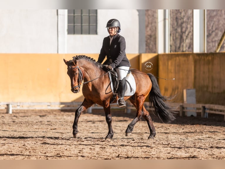 Portuguese Sport Horse Stallion 9 years 13.1 hh Bay-Dark in Ponte de Lima