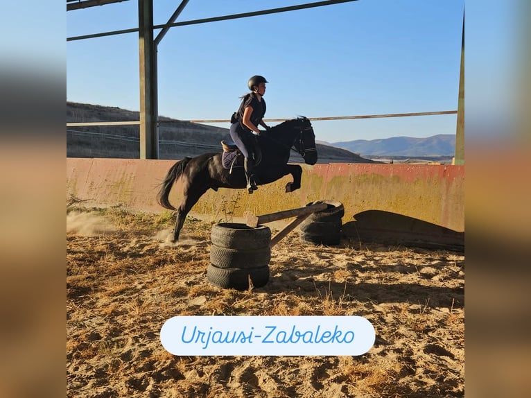 Pottok Castrone 5 Anni 133 cm Morello in Salvatierra