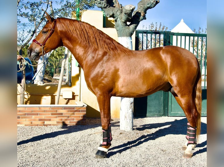 Pottok Étalon 6 Ans 170 cm Alezan cuivré in Vilanova y la Geltru