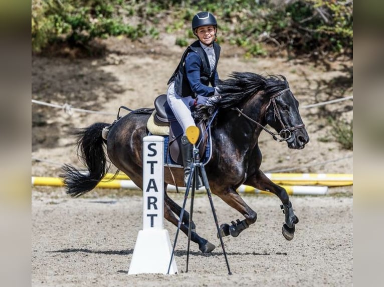 Pottok Gelding 12 years 12,2 hh Black in Cantabria