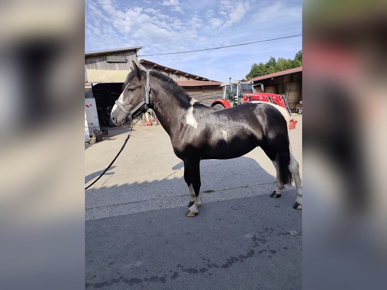 Pottok Gelding 3 years 13.1 hh Pinto in Weiterswiller