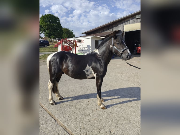 Pottok Gelding 3 years 13.1 hh Pinto in Weiterswiller