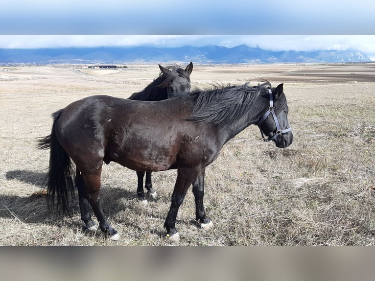 Pottok Gelding 4 years 13 hh Black in Salvatierra Pottok Gelding 4 years 13 hh Black in Salvatierra