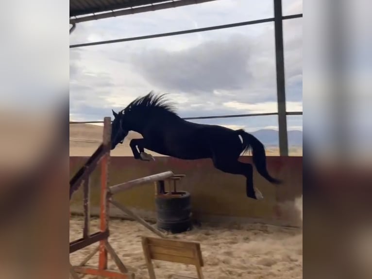 Pottok Gelding 4 years 13 hh Black in Salvatierra