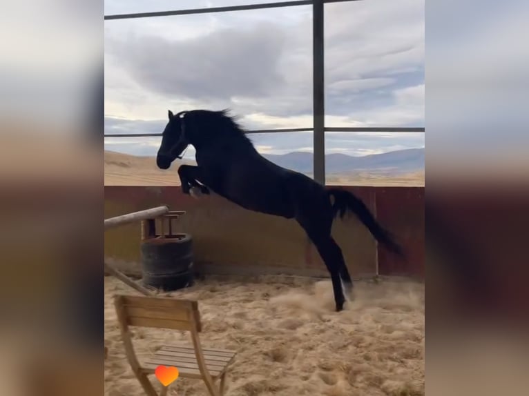 Pottok Gelding 5 years 13 hh Black in Salvatierra