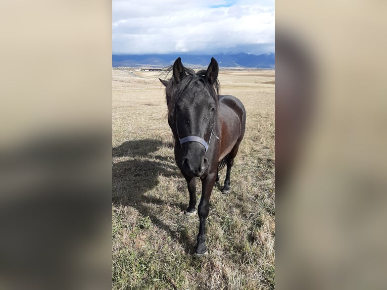 Pottok Gelding 5 years 13 hh Black in Salvatierra