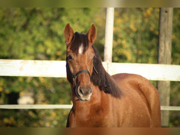 Pottok Gelding 5 years 13,1 hh Chestnut in Montjavoult
