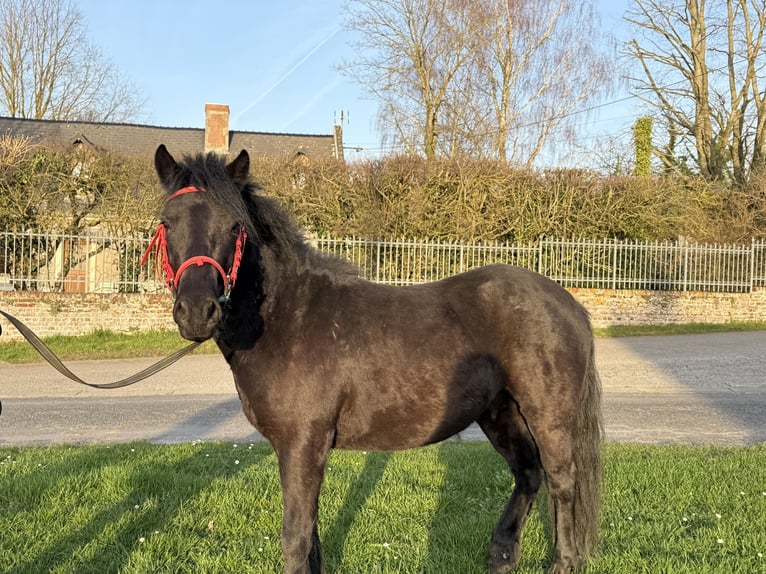 Pottok Gelding 6 years 12 hh Black in Saint Nicolas aux bois