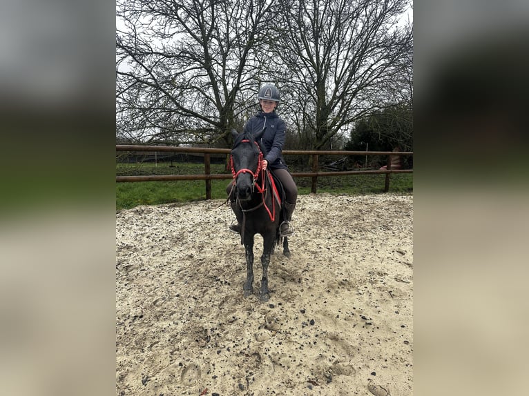 Pottok Gelding 6 years 12 hh Black in Saint Nicolas aux bois