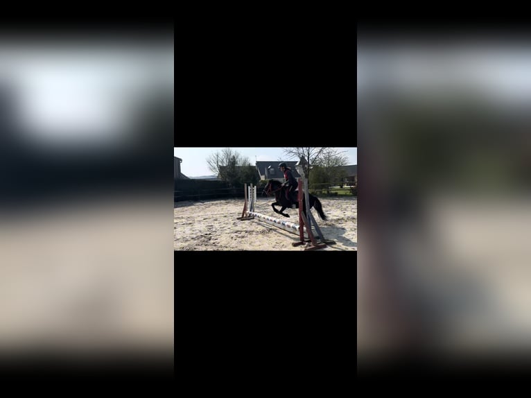 Pottok Gelding 6 years 12 hh Black in Saint Nicolas aux bois