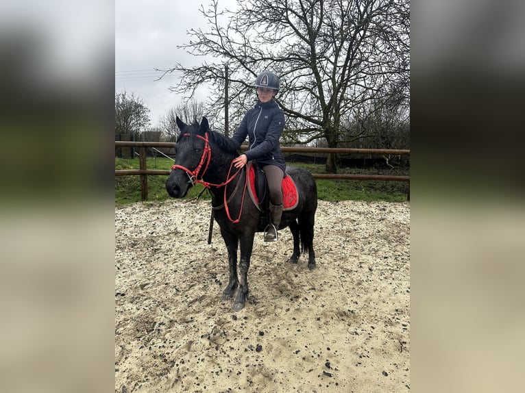 Pottok Gelding 6 years 12 hh Black in Saint Nicolas aux bois