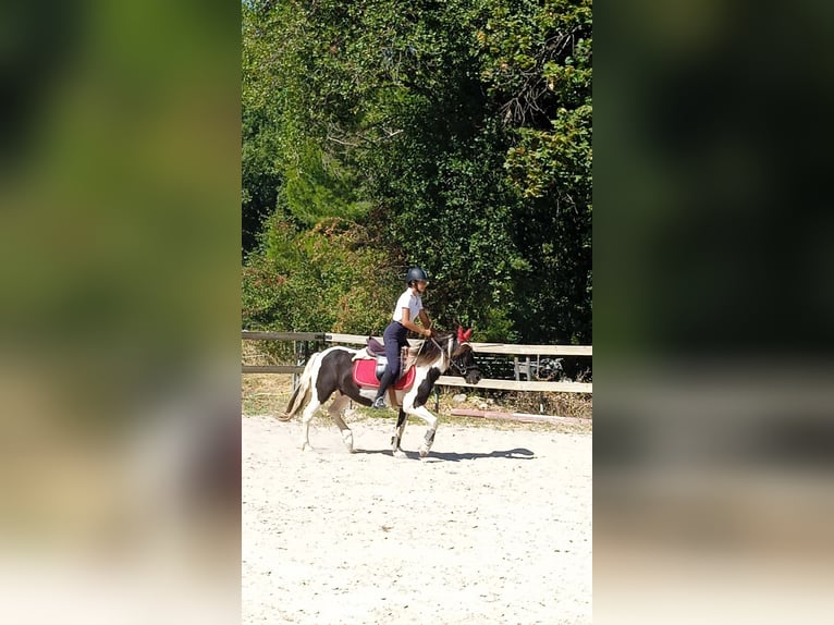 Pottok Gelding 8 years 11,2 hh in Buis les Baronnies