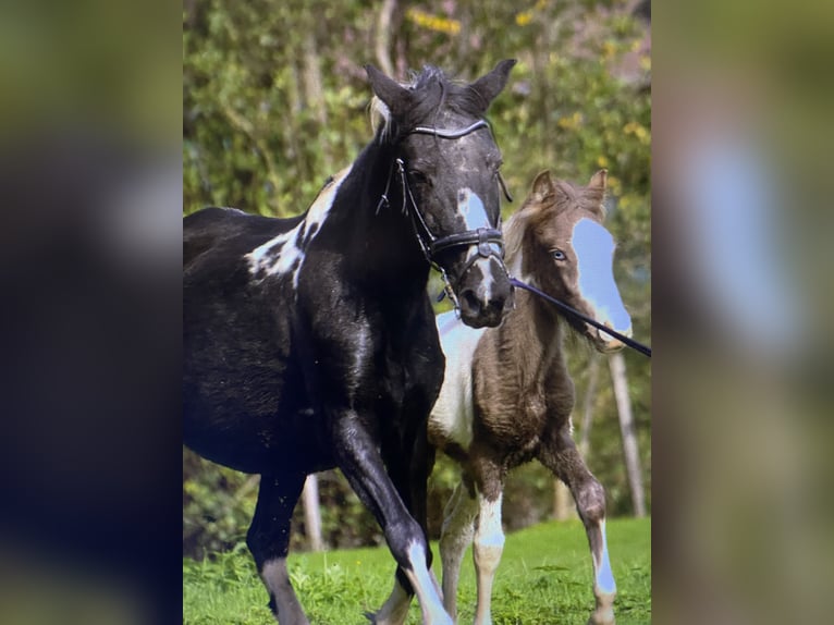 Pottok Giumenta 21 Anni 135 cm Pezzato in Ebersheim