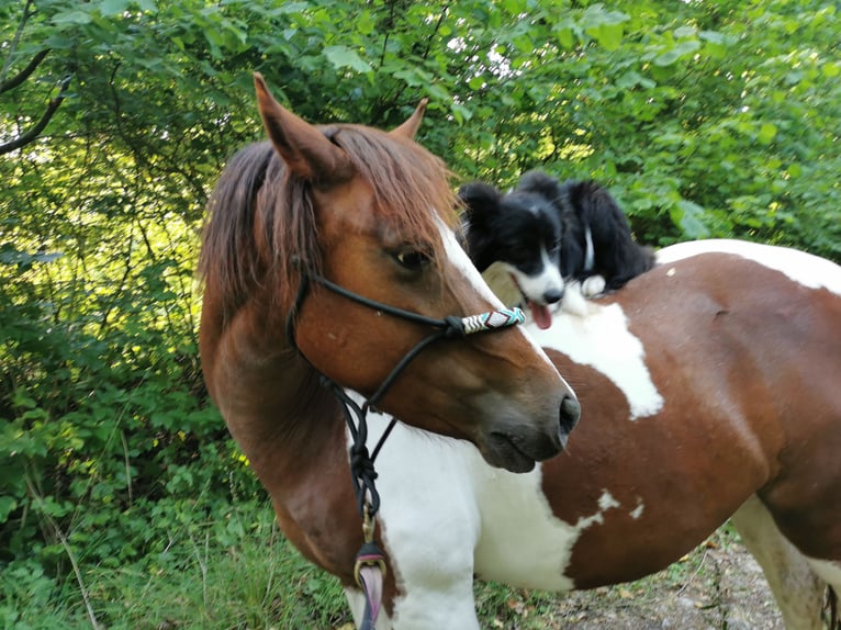 Pottok Giumenta 7 Anni 125 cm Pezzato in Langensoultzbach