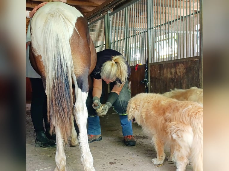 Pottok Hengst 1 Jaar 140 cm Gevlekt-paard in Rosenfeld