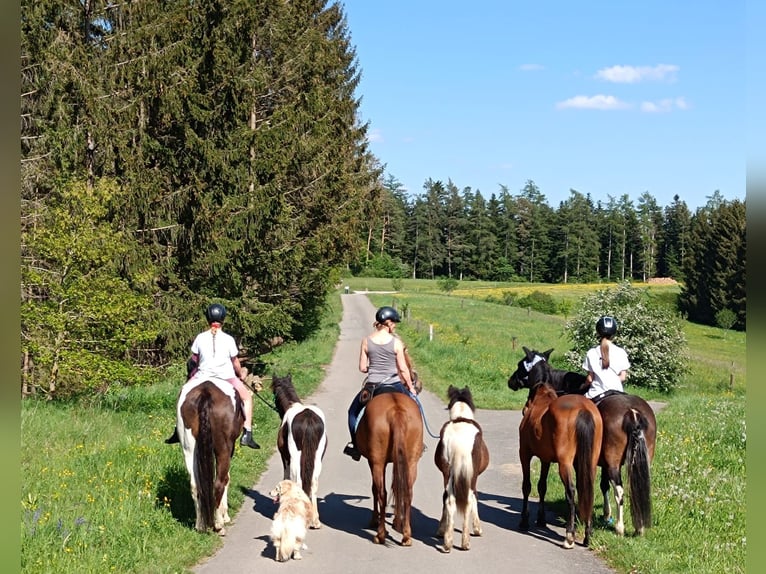 Pottok Hengst 1 Jaar 140 cm Gevlekt-paard in Rosenfeld