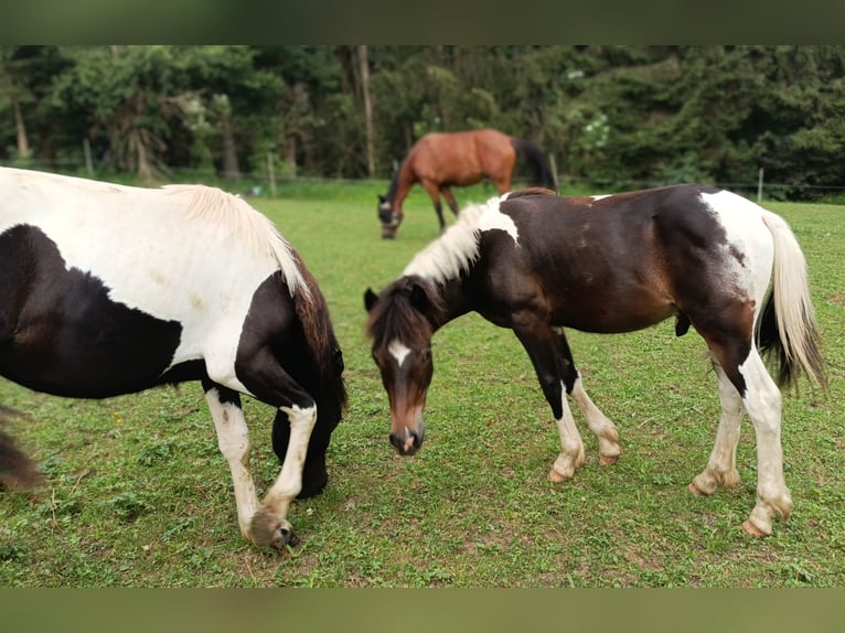 Pottok Hengst 1 Jaar 140 cm Gevlekt-paard in Rosenfeld